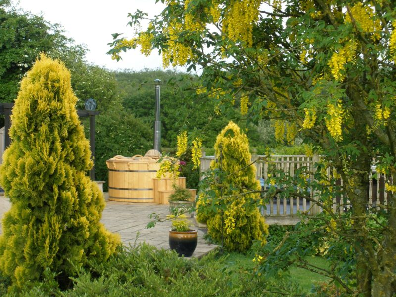 Hot Tub - Tree