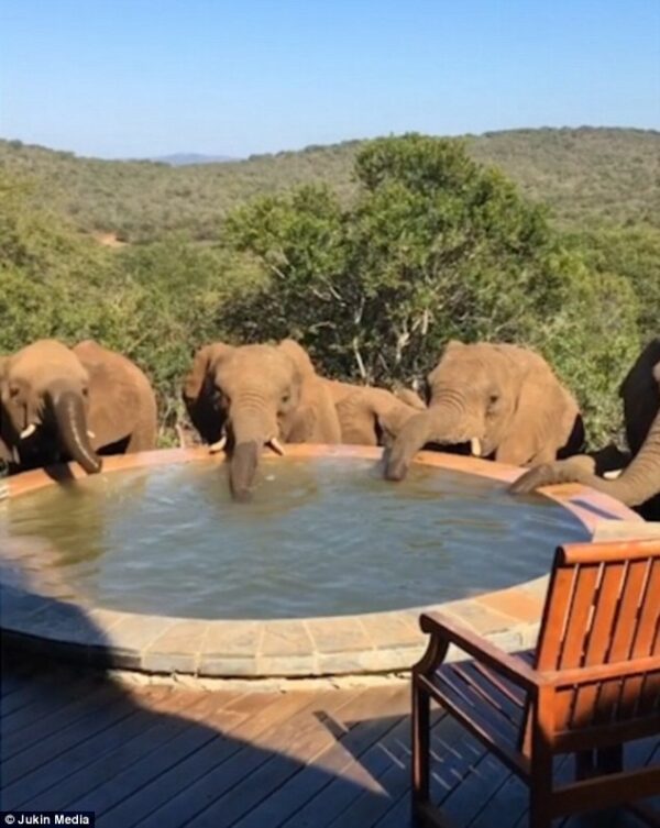 African elephants - Elephant