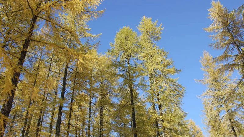 Larix sibirica - Forest